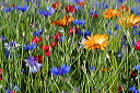 champ de fleurs, bleuets