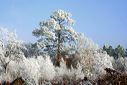 For�t de pins sous la neige
