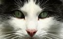 Portrait de chat