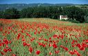 Champ de coquelicots, Luberon