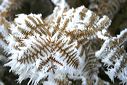 Foug�res sous la neige