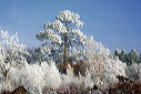 40, Pins des Landes, pinus pinaster sous la neige 