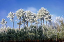 40, Pins des Landes, pinus pinaster sous la neige 