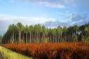 40, Foret des Landes 