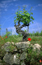 cep, pied de vigne au printemps, coquelicot