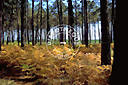 40, Landes, for�t, sous bois de foug�res en automne, troncs de pins