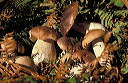 C�pes de Bordeaux, bolets t�te noire