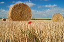 champ de bl� moissonn�, balles de paille, coquelicots
