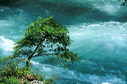 arbrisseau, torrent de montagne
