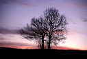 ch�nes en contre jour au coucher du soleil