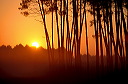 40, Landes, lever de soleil sur la for�t de pin