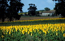 47, Lot et Garonne, champ de tournesols et maison