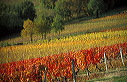 33, Entre deux Mers, vignes en automne