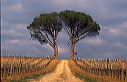 vignes, pins parasols, c�tes de Bordeaux en hiver