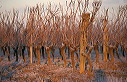 rangs de vigne en hiver