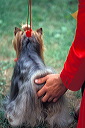 chiens, exposition canine, yorkshire