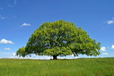 photo de pied de vigne