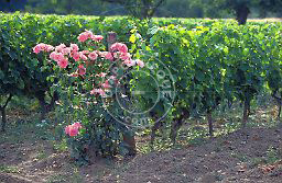 rosiers_et_vignes.jpg