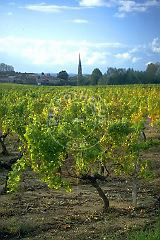 vignes_de_sauterne.jpg