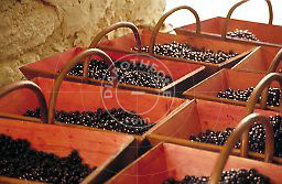 vignoble__viticulture__vi_1.jpg