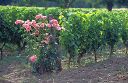 rosiers_et_vignes