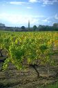 vignes_de_sauterne